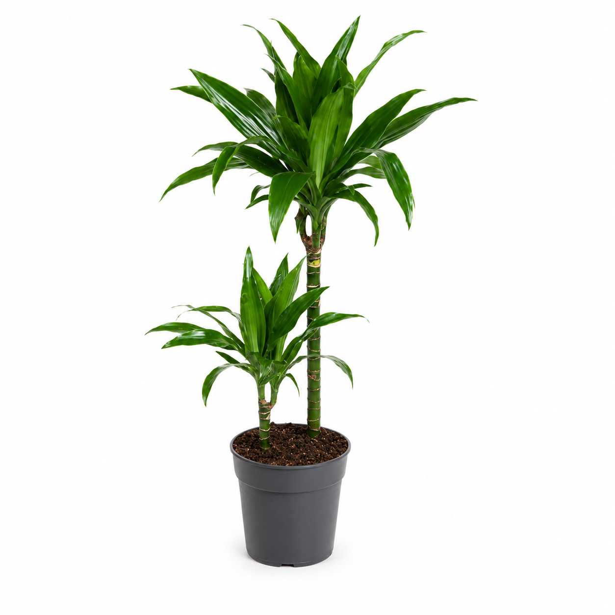Dracaena fragrans 'Janet craig'