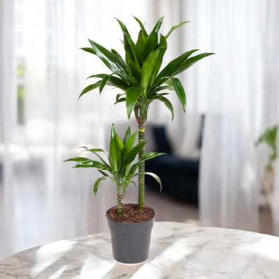 Dracaena fragrans 'Janet craig'