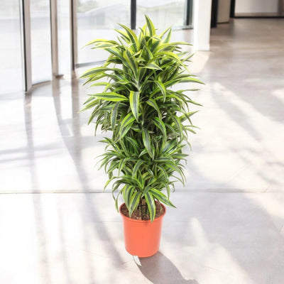 Dracaena fragrans 'Lemon Lime'