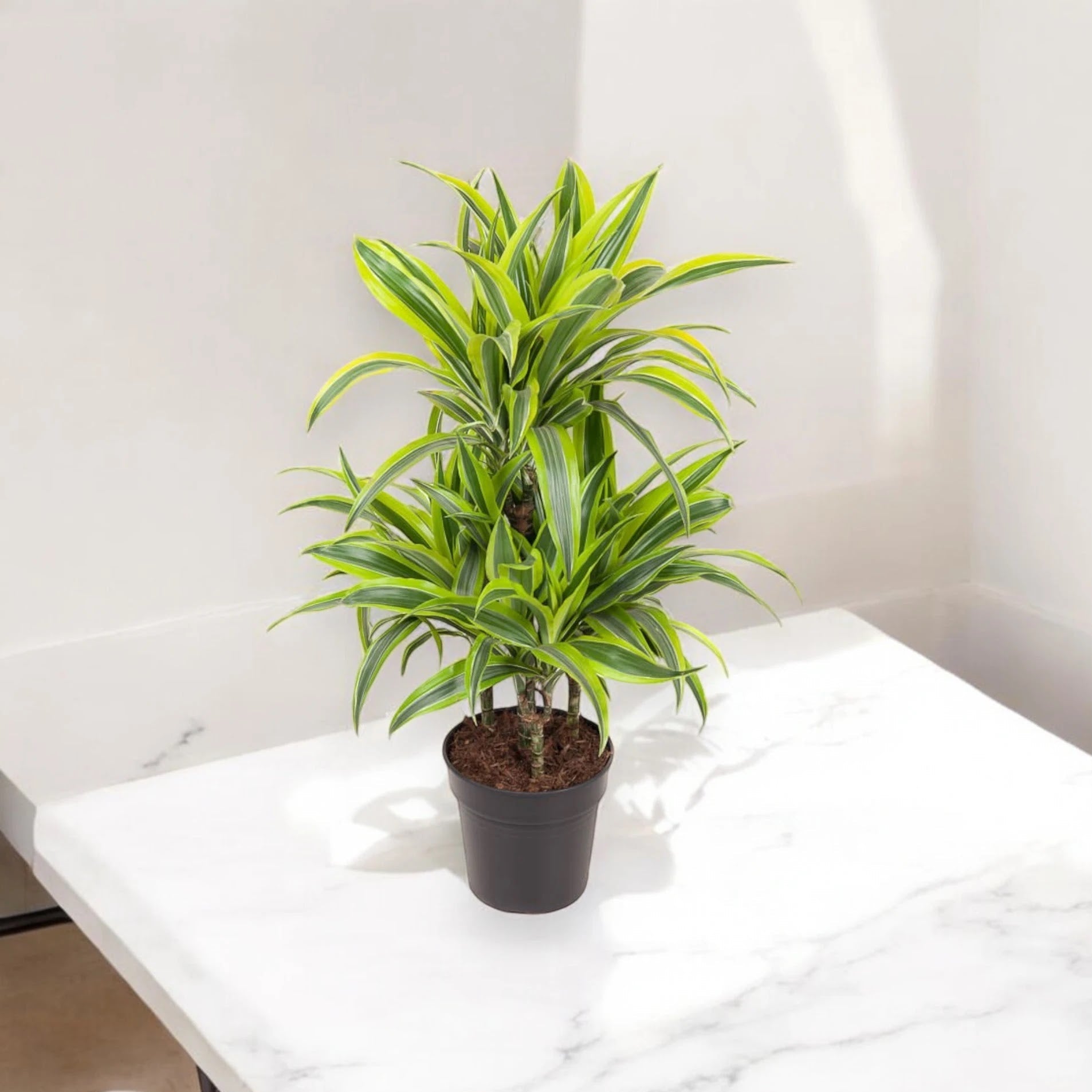Dracaena fragrans 'Lemon Lime'