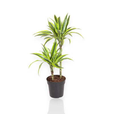 Dracaena fragrans 'Lemon Lime'