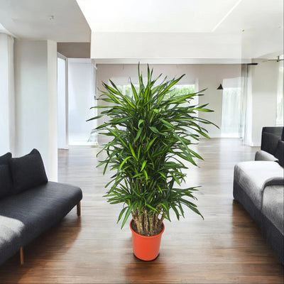 Dracaena fragrans 'Riki'