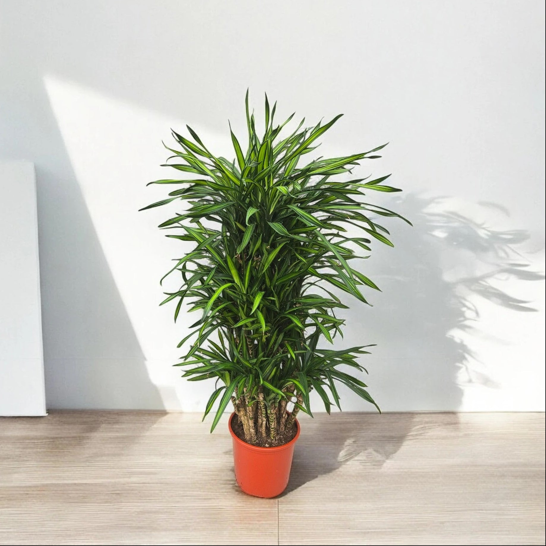 Dracaena fragrans 'Riki'