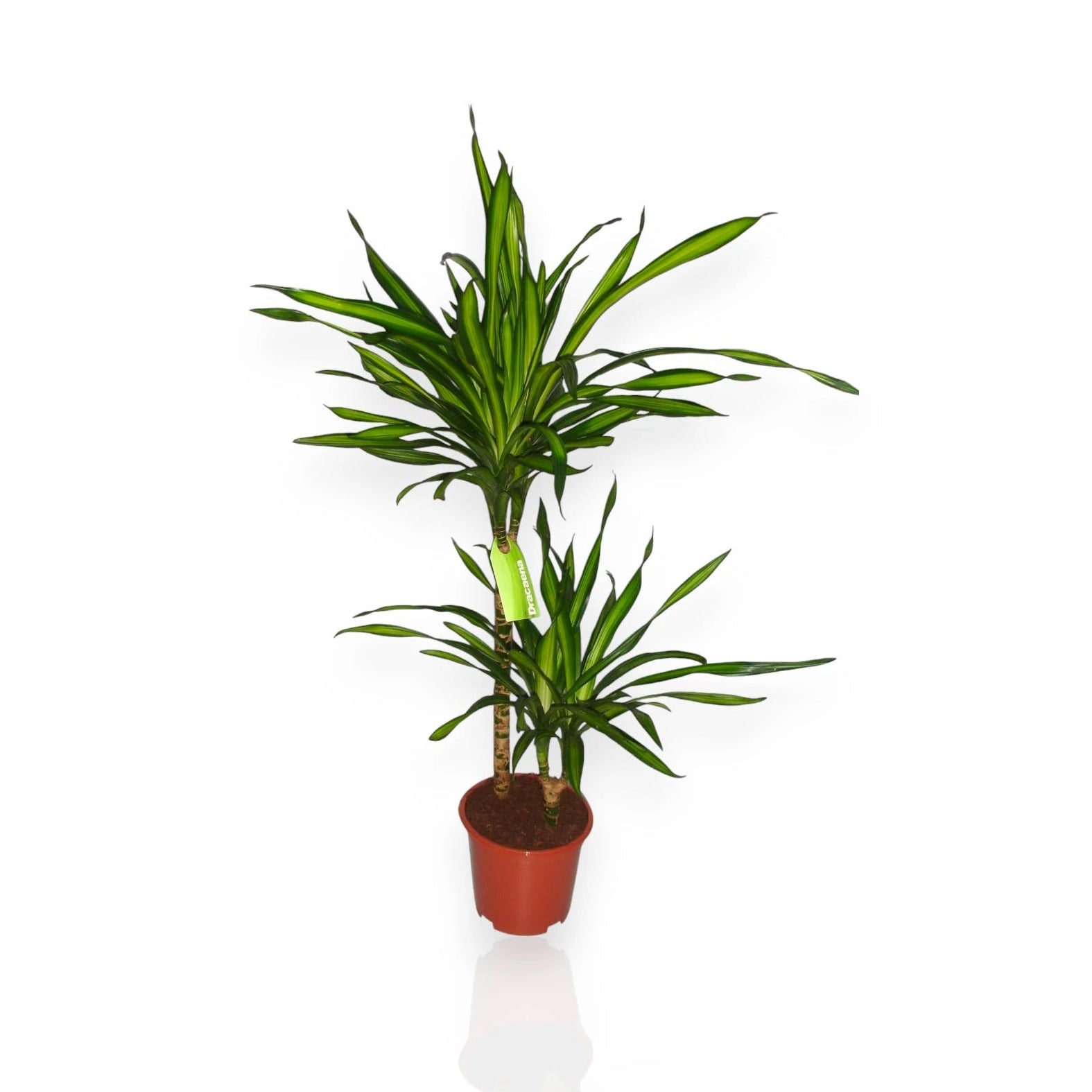 Dracaena fragrans 'Riki'