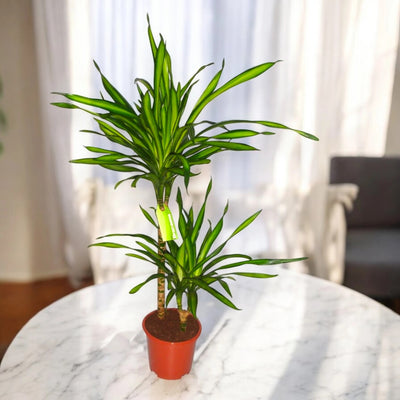 Dracaena fragrans 'Riki'