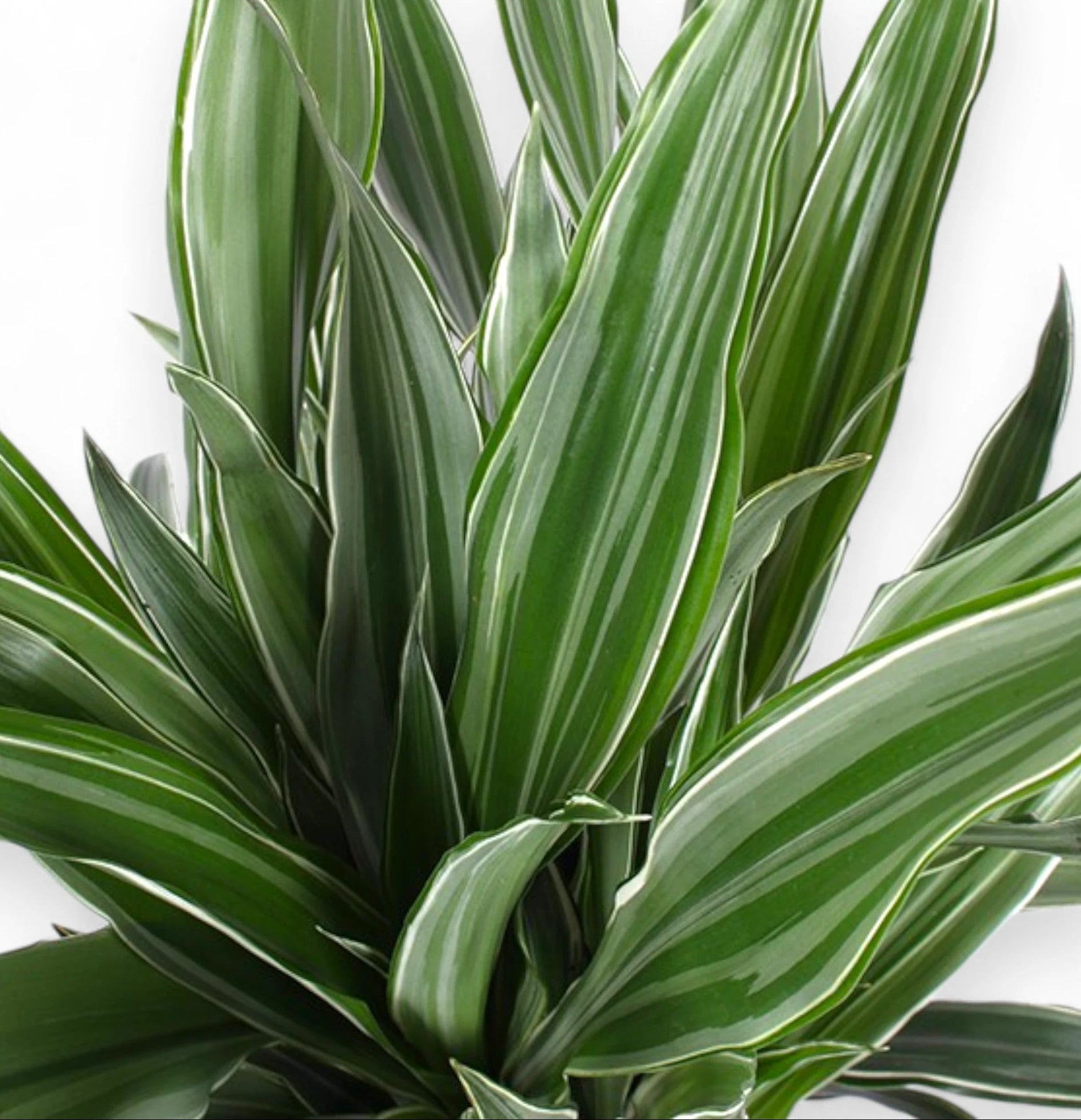 Dracaena fragrans 'Warneckei' dettaglio foglie