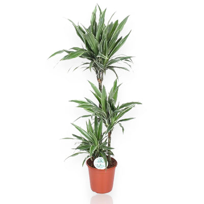 Dracaena fragrans Warneckei con foglie verde scuro striate bianco 