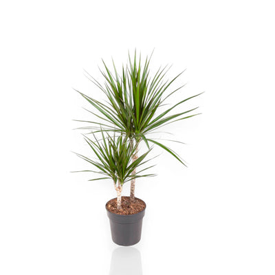 Dracaena fragrans marginata