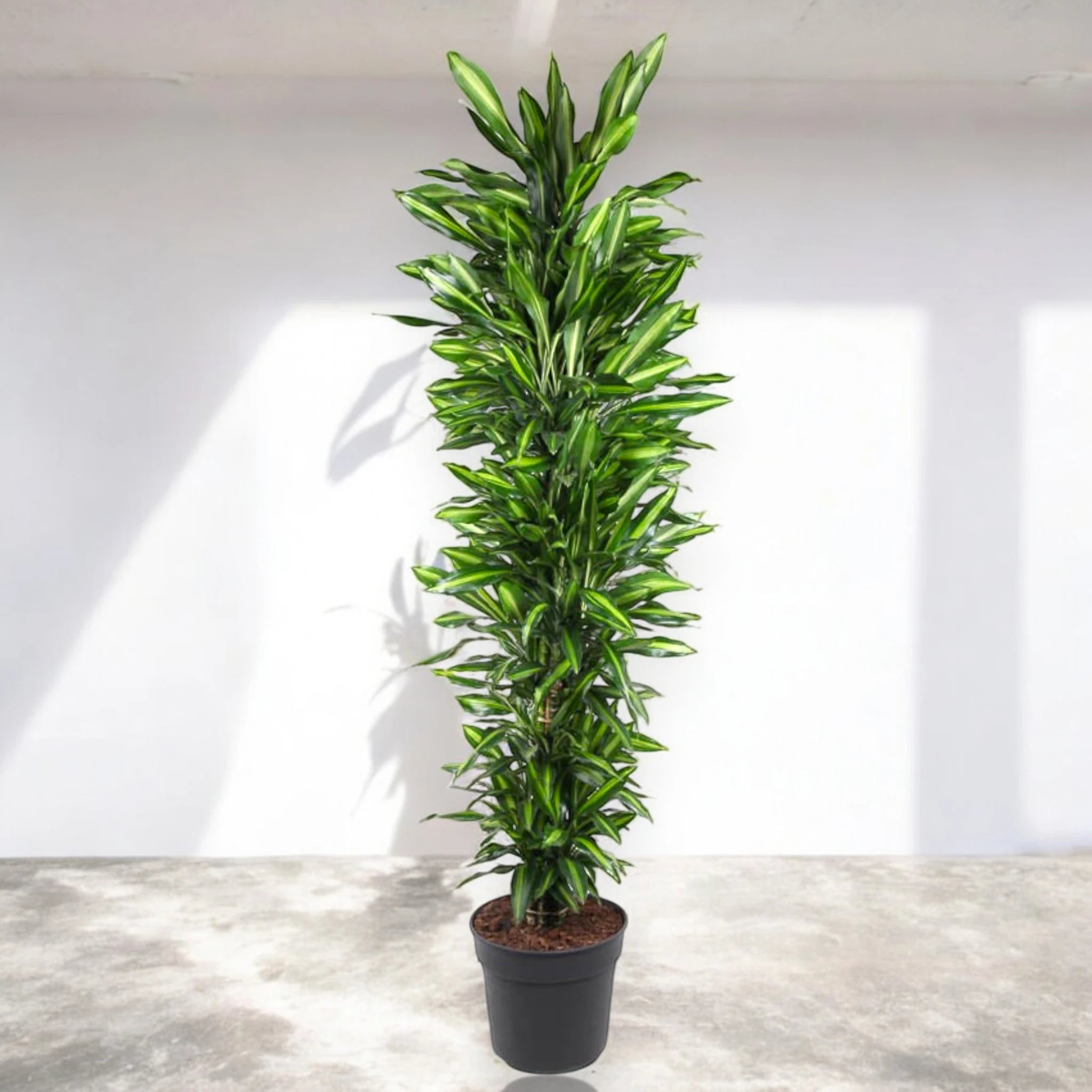 Pianta Dracaena Cintho da interno