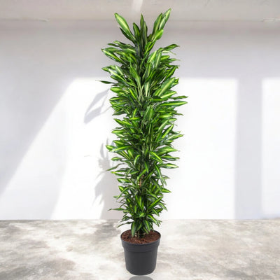 Pianta Dracaena Cintho da interno