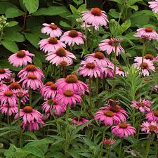 Bordura con fiori di echinacea