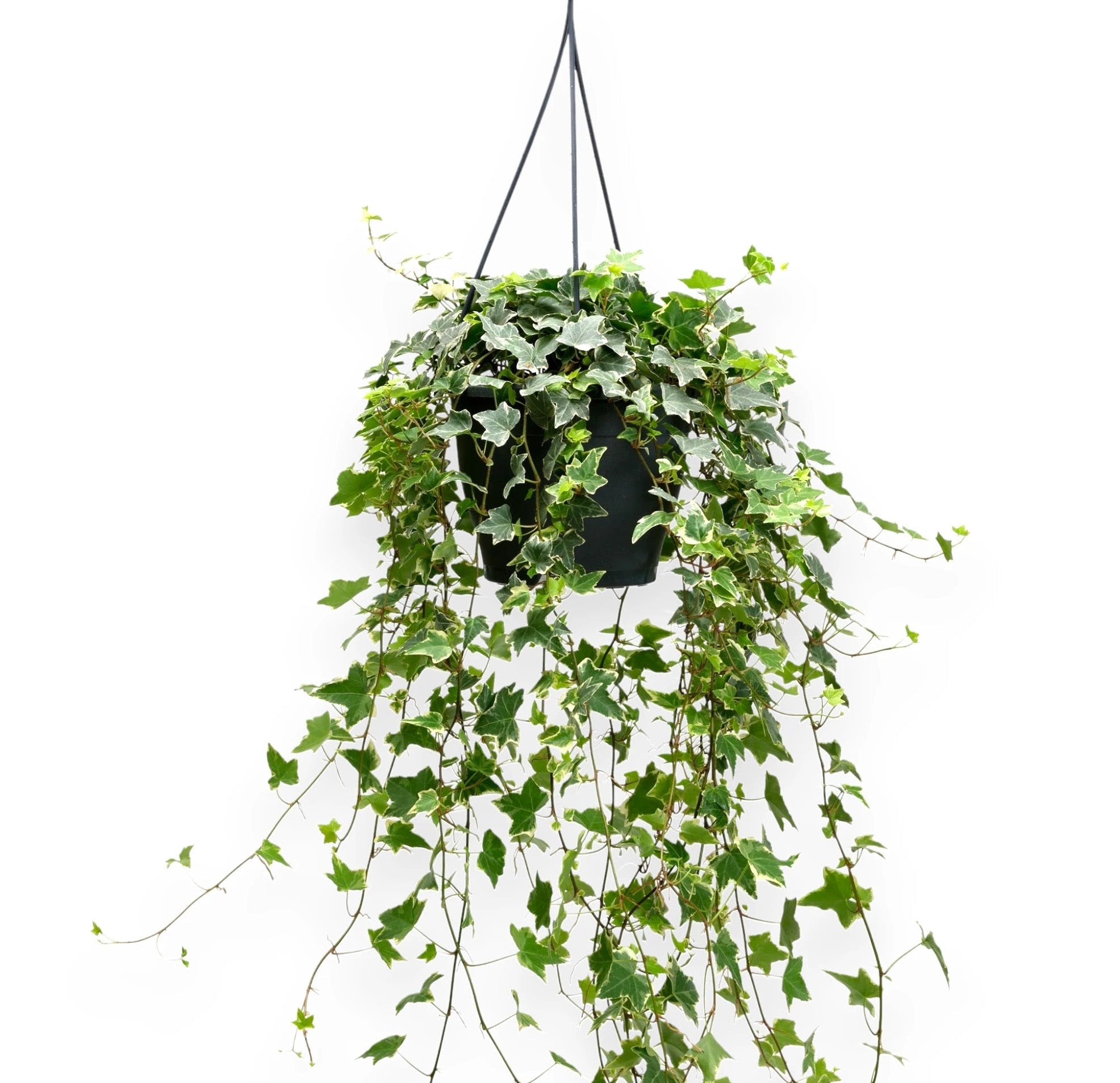 Edera - Hedera helix 'Eva'