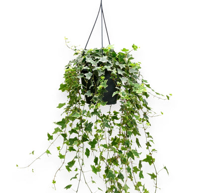 Edera - Hedera helix 'Eva'