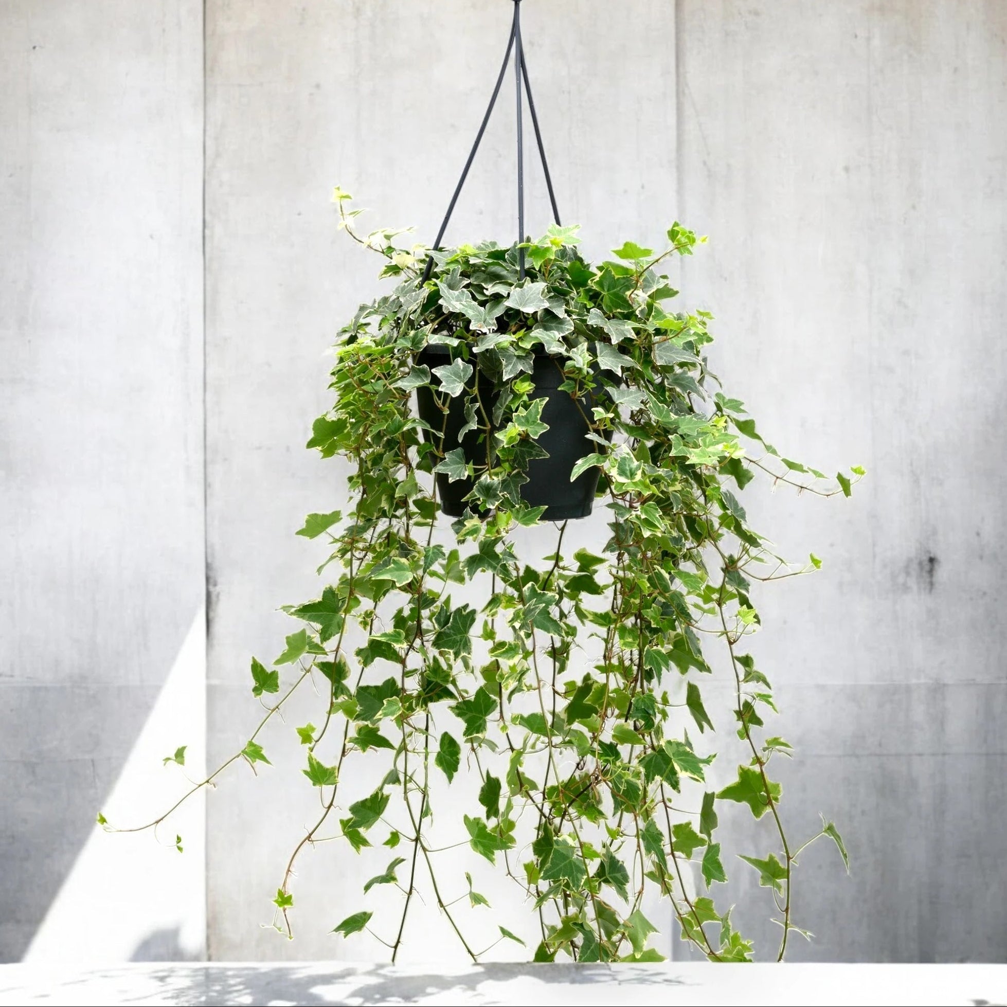 Edera - Hedera helix 'Eva'