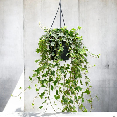 Edera - Hedera helix 'Eva'
