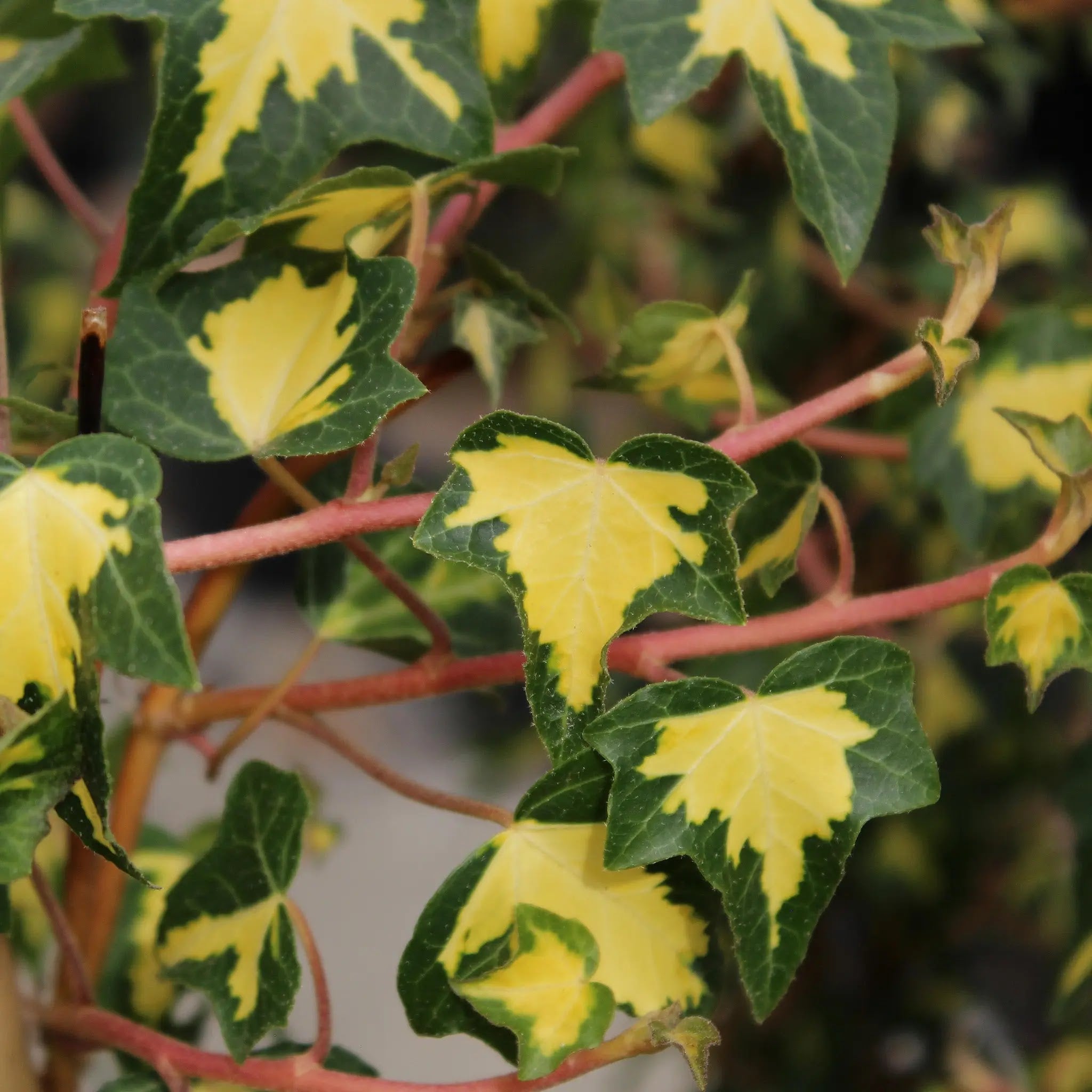 Edera Hedera helix Goldheart rampicante con foglie verdi variegate di giallo oro