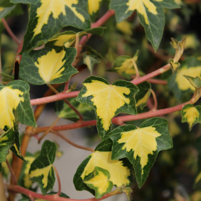 Edera Hedera helix Goldheart rampicante con foglie verdi variegate di giallo oro