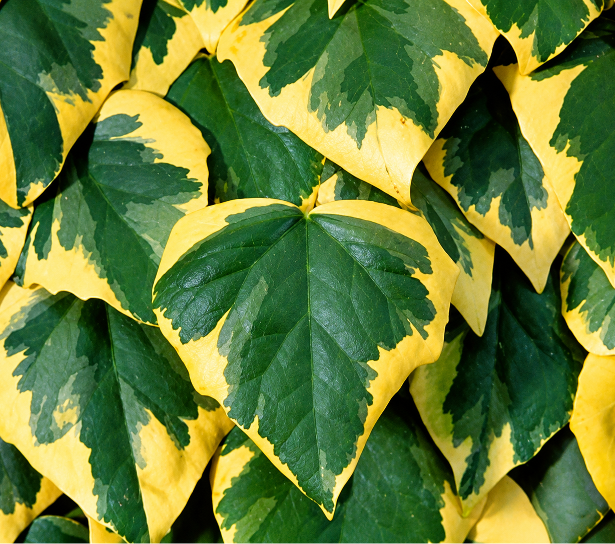 Edera variegata con margini giallo crema