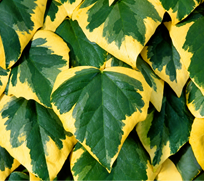 Edera variegata con margini giallo crema