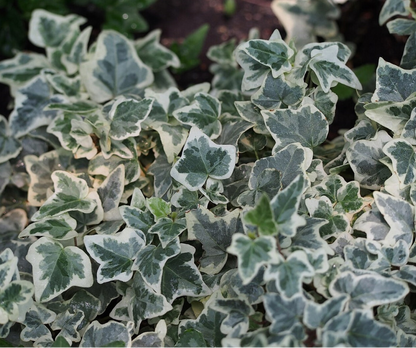 Edera variegata con foglie chiare