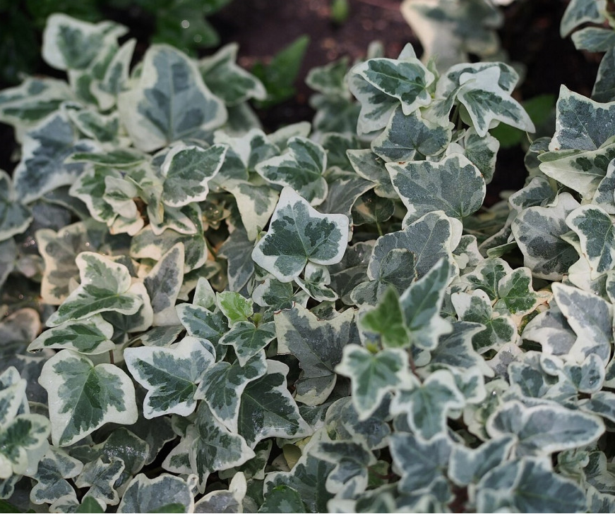 Edera variegata con foglie chiare