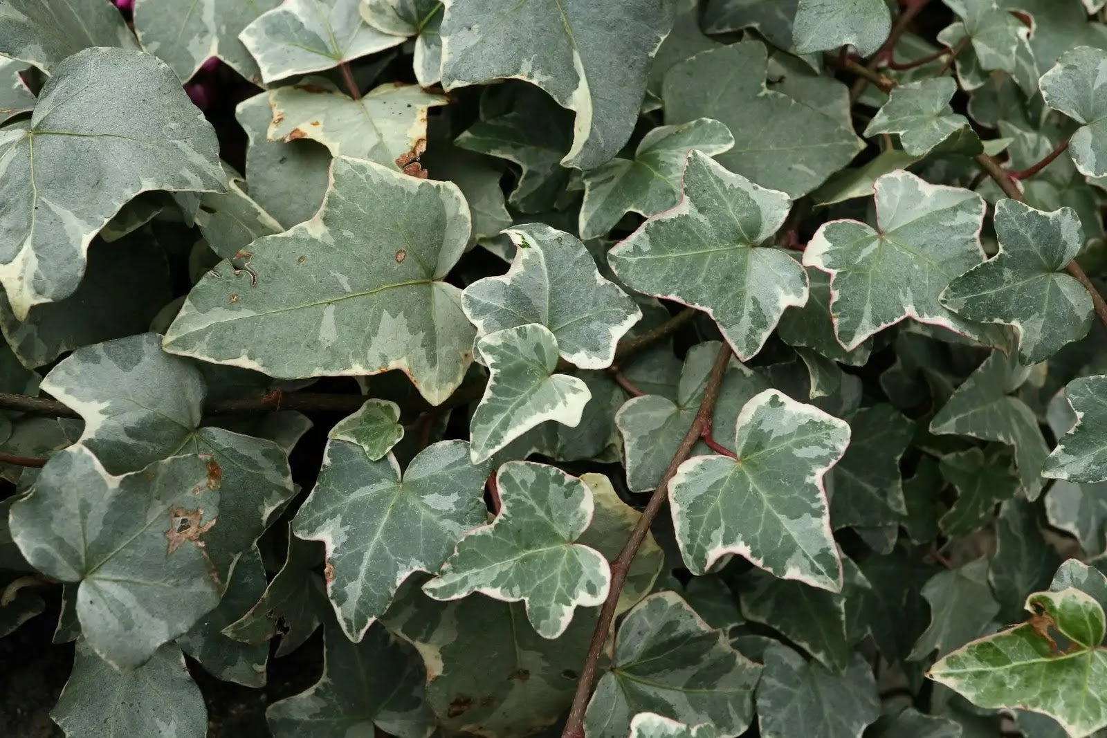 Edera helix Glacier rampicante con foglie variegate verde e bianche su supporto da giardino