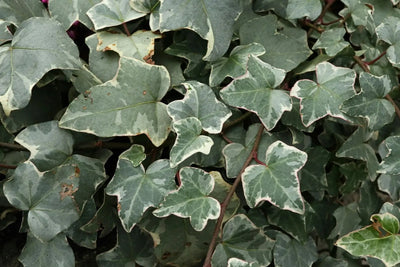 Edera helix Glacier rampicante con foglie variegate verde e bianche su supporto da giardino
