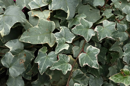 Edera helix Glacier rampicante con foglie variegate verde e bianche su supporto da giardino