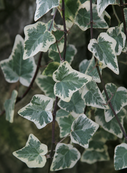Edera variegata rampicante ornamentale