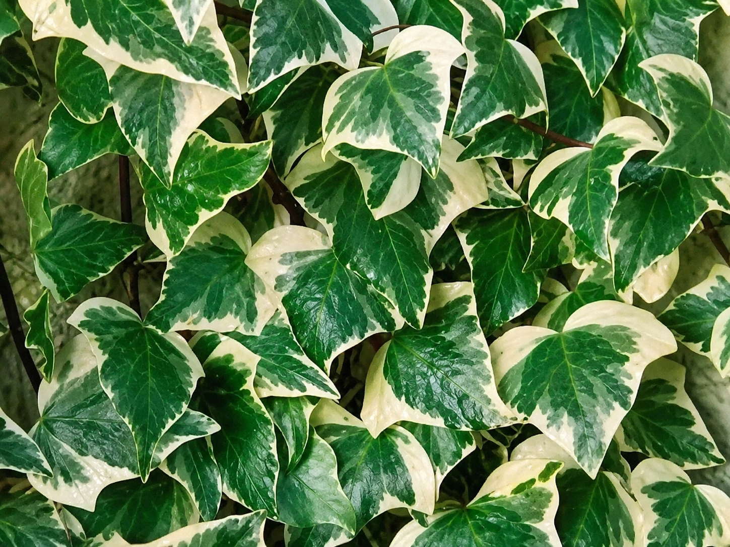 Foglie verde e crema di edera