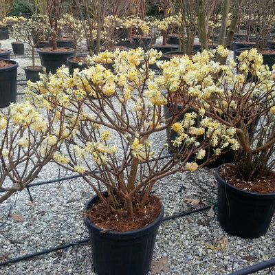 Edgeworthia chrysantha fioritura in vivaio