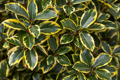Elaeagnus ebbingei 'Gilt Edge' dettaglio