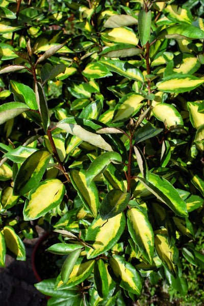 Elaeagnus ebbingei Limelight arbusto sempreverde con foglie variegate giallo-verdi in giardino