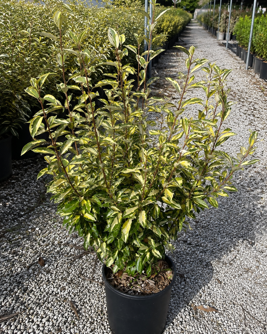 Elaeagnus ebbingei 'Limelight' in vaso in vivaio