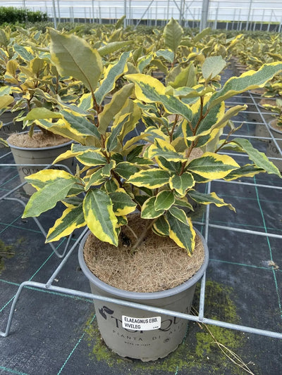Elaeagnus ebbingei 'Viveleg' in vaso in vivaio