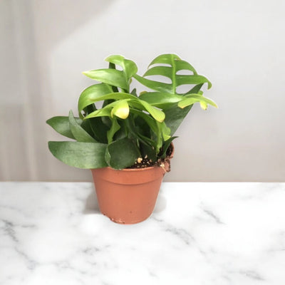 Epiphyllum chrysocardium