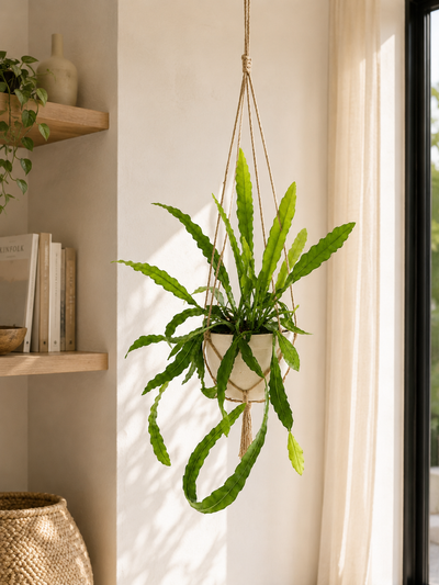 Pianta di Epiphyllum fruhlingsgold sospesa davanti a una parete chiara in una casa moderna