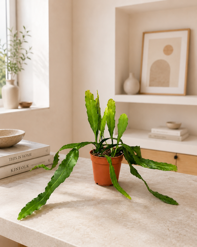 Epiphyllum fruhlingsgold decorativo su mobile in una casa luminosa dallo stile nordico