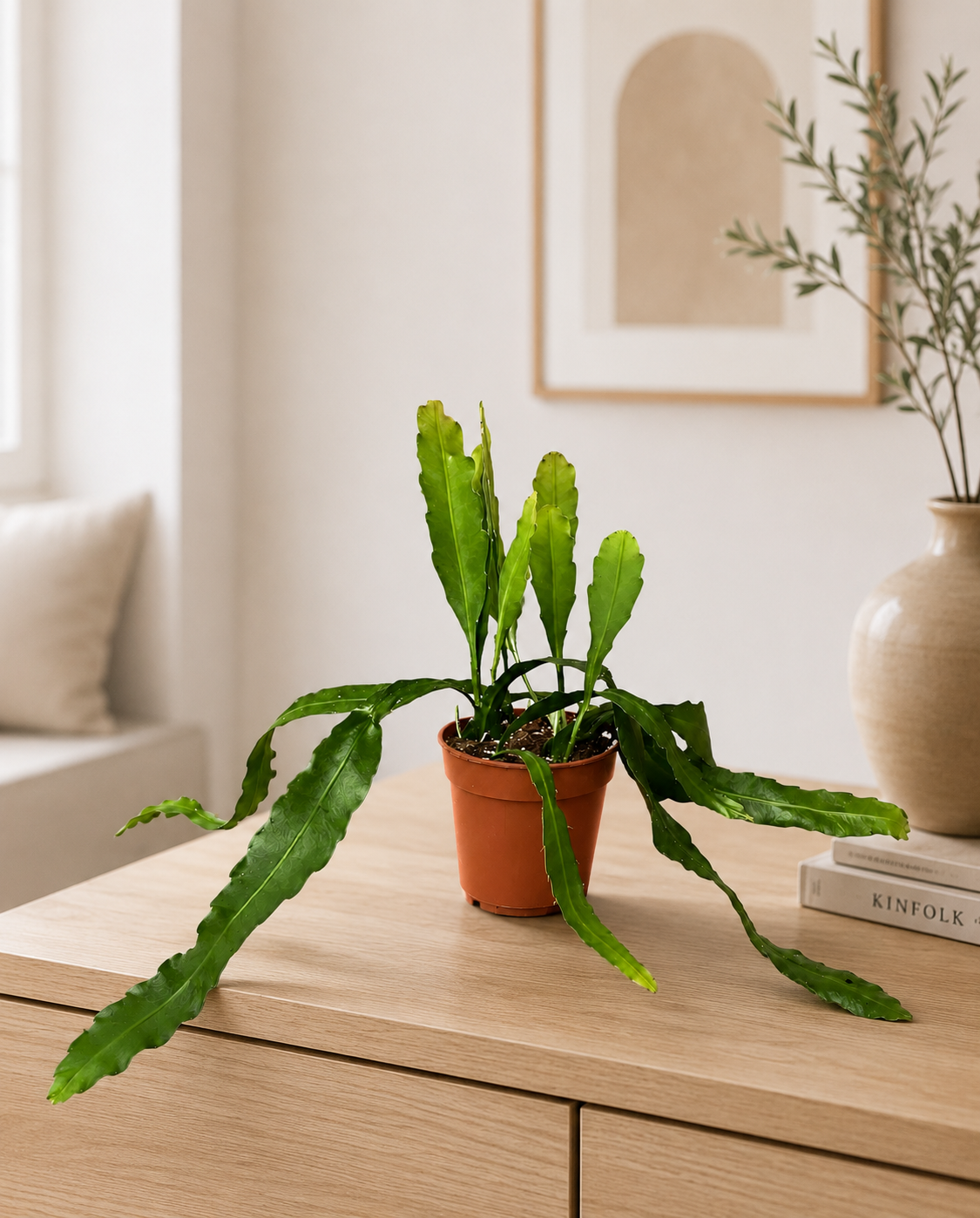 Epiphyllum fruhlingsgold coltivato in vaso all'interno di una casa moderna con arredi minimalisti