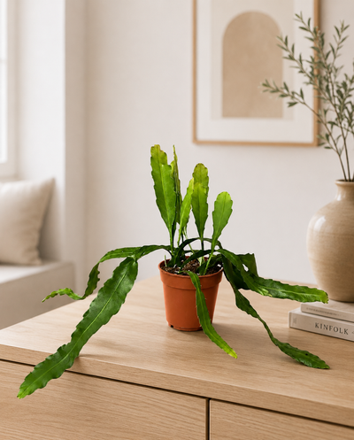 Epiphyllum fruhlingsgold coltivato in vaso all'interno di una casa moderna con arredi minimalisti