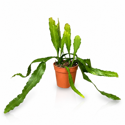 Epiphyllum fruhlingsgold in vaso terracotta appoggiato su un tavolo in un ambiente minimalista