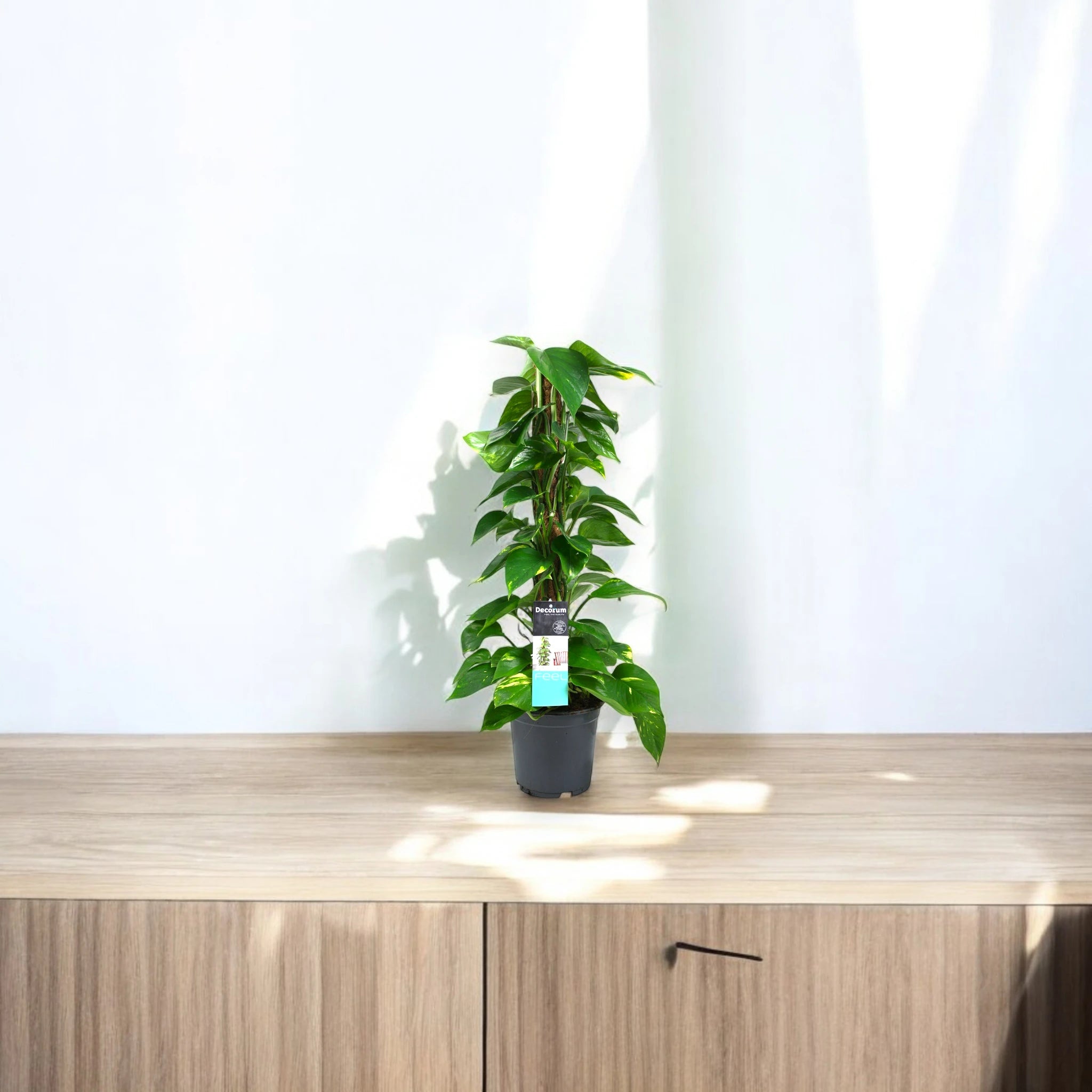 Epipremnum verticale da appartamento