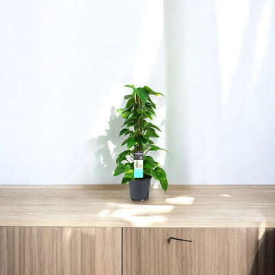 Epipremnum verticale da appartamento