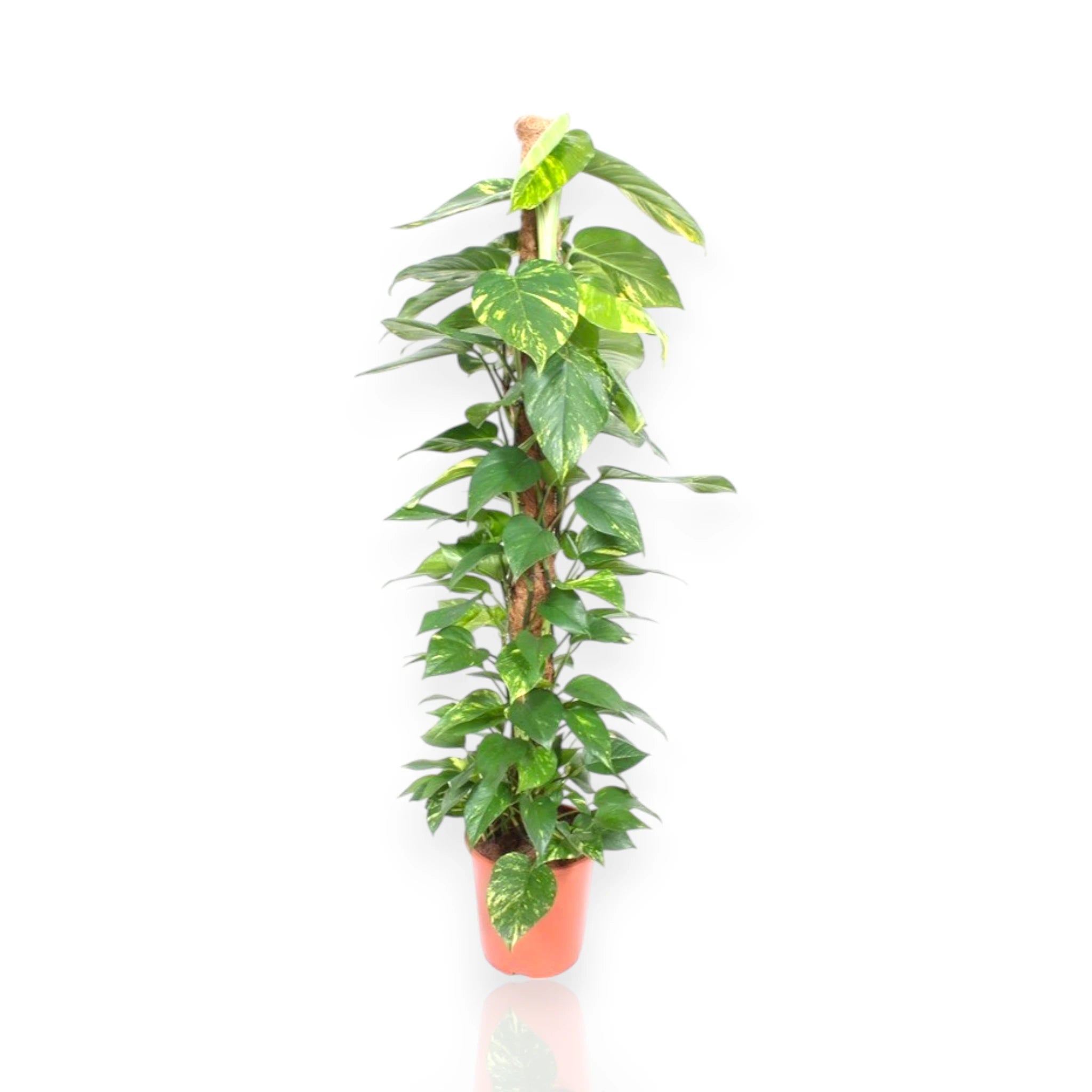 Epipremnum con foglie variegate
