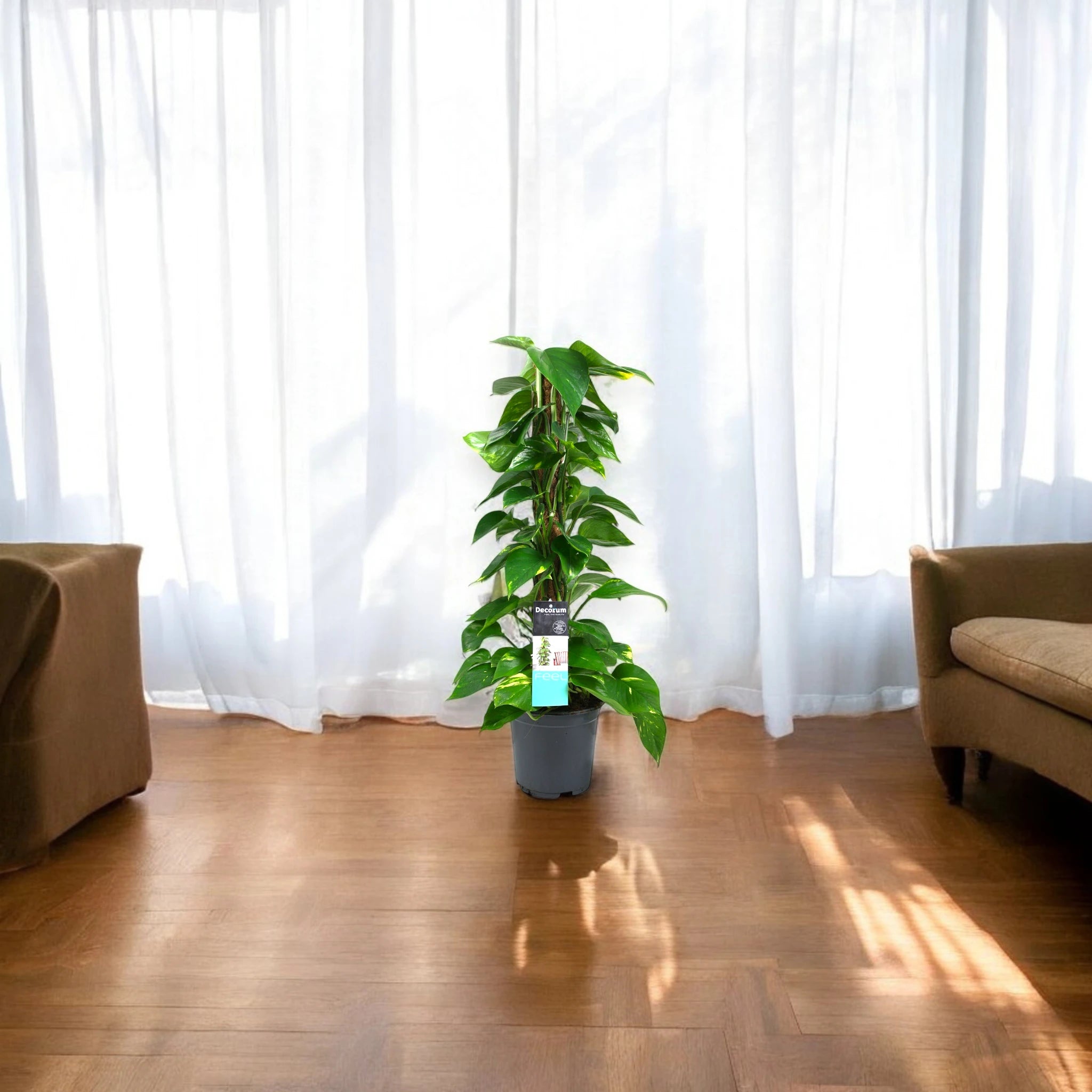 Pianta di Epipremnum su supporto