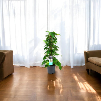 Pianta di Epipremnum su supporto