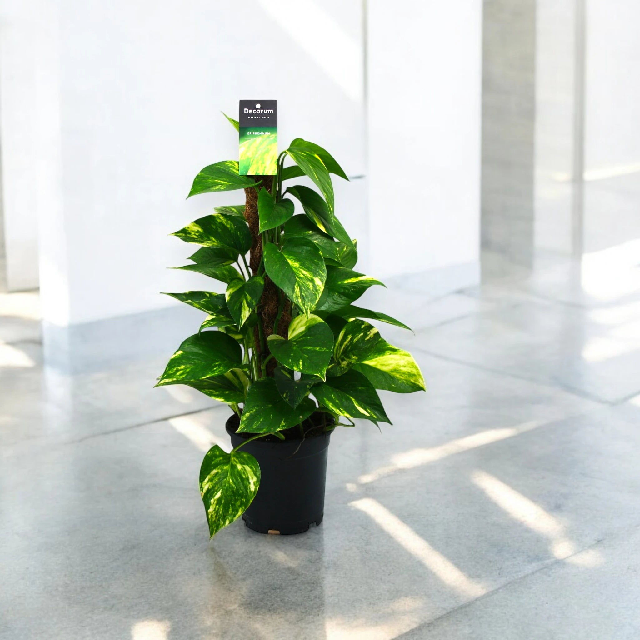 Epipremnum su palo in ambiente luminoso