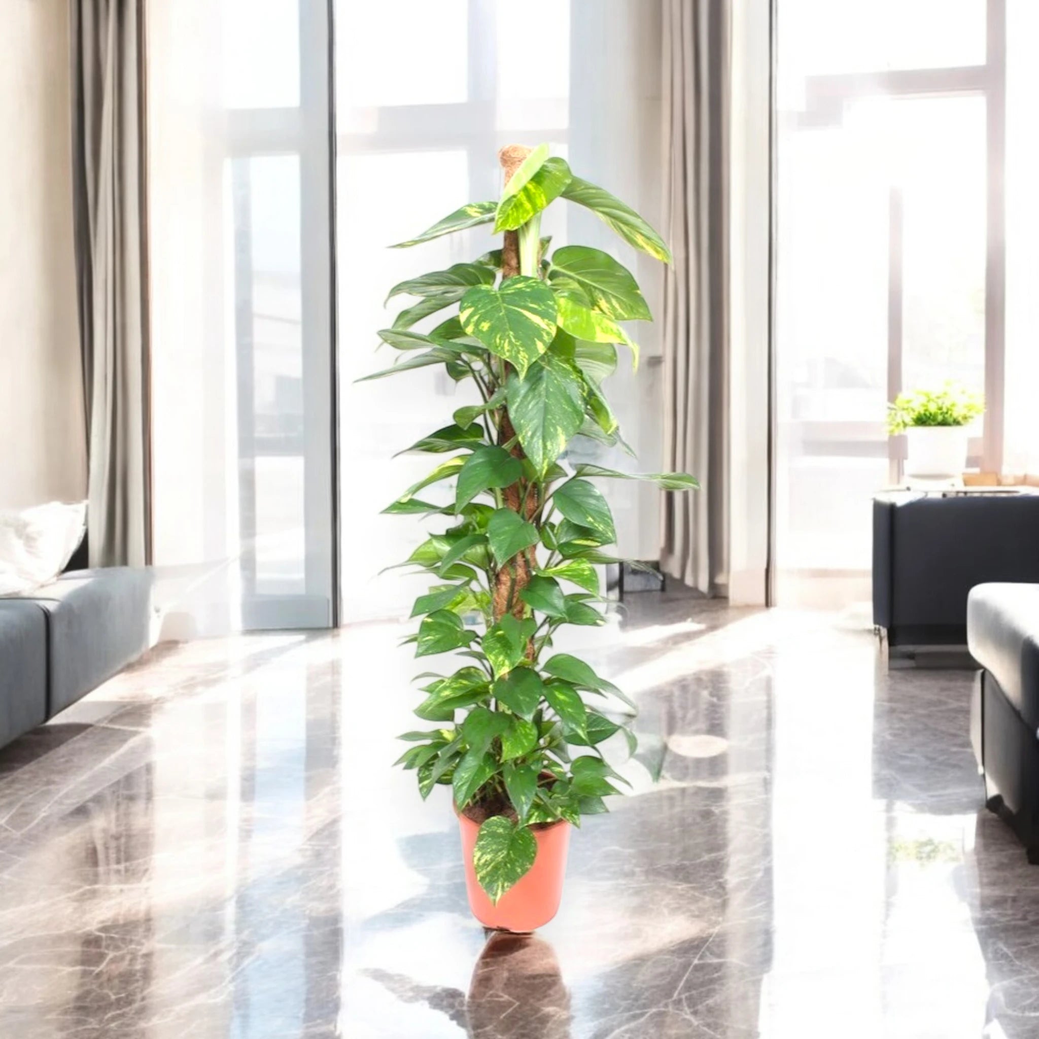 Epipremnum su tutore in casa moderna