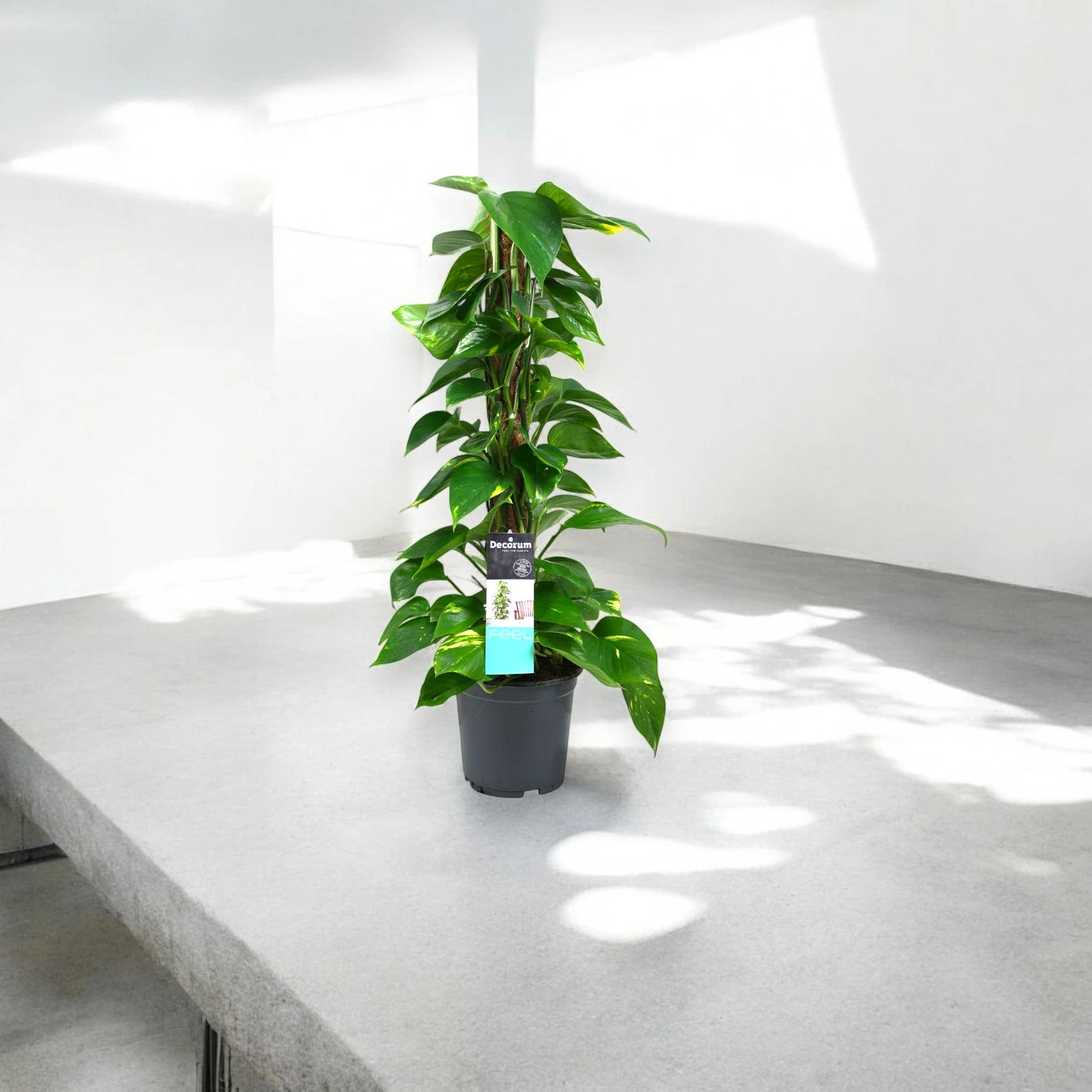 Epipremnum rampicante in vaso