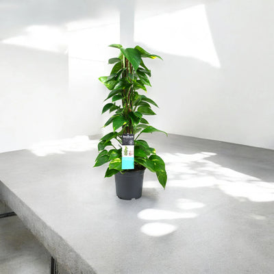 Epipremnum rampicante in vaso